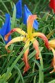 IMG_4369 (Large)